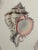 Mid 19th Century Hand-Colored Antique George Sowerby Engraved Plates Ft. Seashells - Set of 6 For Sale - Image 5 of 11