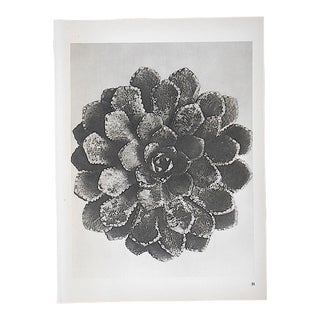 Vintage Modernist Botanical Photogravures By Karl Blossfeldt-Extreme Close-Ups Of Flora c.1942-Folio Size For Sale