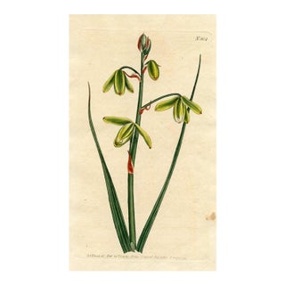 Slime Lily Print, Curtis Botanical Print, 1805, Original Antique Engraving, Hand Colored, England For Sale