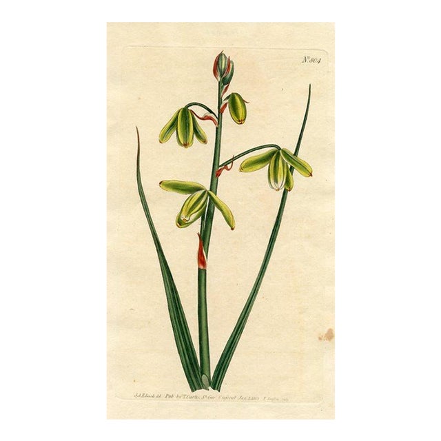 Slime Lily Print, Curtis Botanical Print, 1805, Original Antique Engraving, Hand Colored, England For Sale