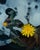 Love and Grief by Shelli Langdale | Oil on gallery panel Yellow dandelion among dark foliage. For Sale