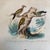 Super high quality in this lovely historical French 18th Century bird engraving! Signed V. Adam del and Thiebault sc....