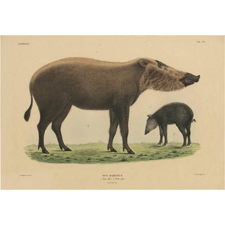 Schlegel, Bornean Bearded Pig, 1839, Hand-Coloured Print For Sale