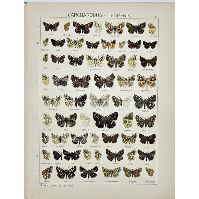 Presenting a beautiful pair of original antique chromolithographs featuring exquisitely detailed butterfly specimens....