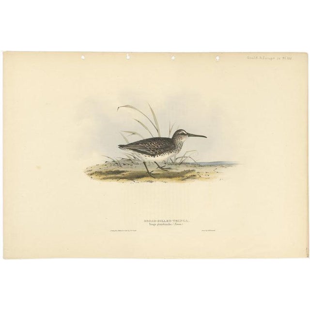 Gould, Broad-Billed Sandpiper, 1832, Paper For Sale
