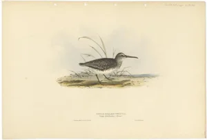 Gould, Broad-Billed Sandpiper, 1832, Paper