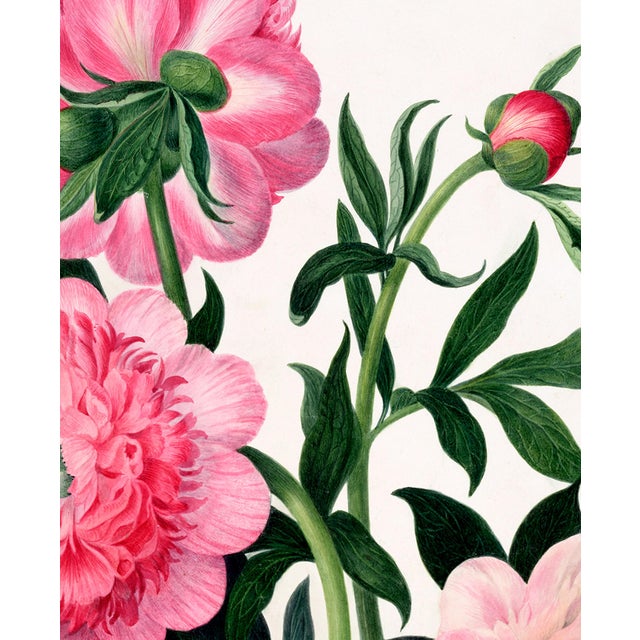 Reproduction Victorian Botanical Prints - Set of 6 Peonies For Sale - Image 9 of 9