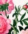 Reproduction Victorian Botanical Prints - Set of 6 Peonies For Sale - Image 9 of 9