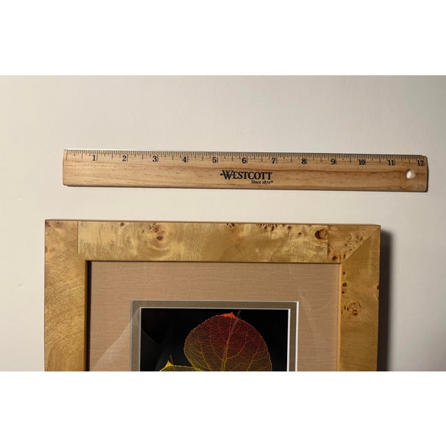 Brown Vintage Booker Morey Leaf Lines, Aspen Leaves in Shadow Box, Signed and Numbered For Sale - Image 8 of 8