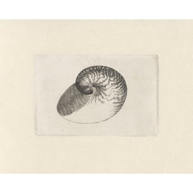 Antique Sea Shell Set of 9 - 11" X 14" Reproduction For Sale - Image 4 of 15