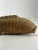 A large hand-carved Japanese koi carp sculpture in keyaki wood, dating to the late 19th century during the Meiji period....
