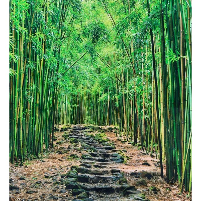 Lucky Bamboo Path Photo Taken by Peter Lik in Maui Hawaii, Green Bamboo, Framed For Sale - Image 17 of 18