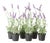 French Lavender Drop-In 13", Set Of 6 For Sale