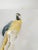 Blue Early 20th Century German Porcelain Macaw Parrot Figure by Karl Ens For Sale - Image 8 of 10
