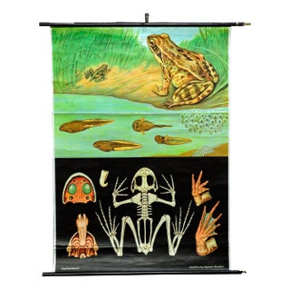 Brown Common Frog Tadpole Country Life Decorative Art Print by Jung Koch Quentell For Sale