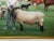 British Oil Portrait Painting Camilla Parker Bowles at Wiltshire Farm Prized Sheep & Horses, Signed Diana Douglas Hamilton Dated 2002 For Sale - Image 10 of 12
