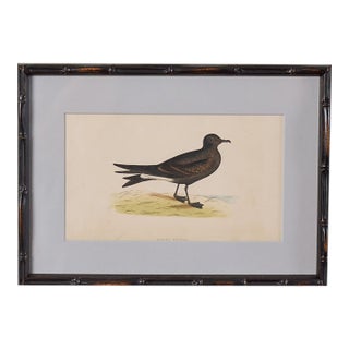 Antique Hand Colored Bird Engraving (C. 1865) | in Contemporary Black Bamboo Frame ( Leach Petrel) For Sale