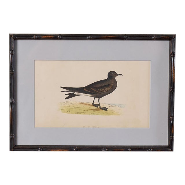 Antique Hand Colored Bird Engraving (C. 1865) | in Contemporary Black Bamboo Frame ( Leach Petrel) For Sale