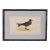 Antique Hand Colored Bird Engraving (C. 1865) | in Contemporary Black Bamboo Frame ( Leach Petrel) For Sale