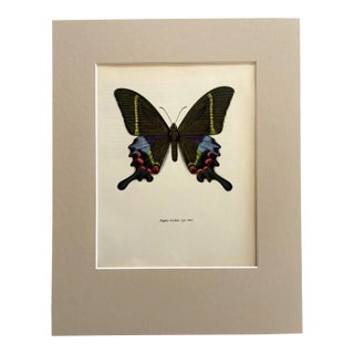 Vintage 1965 Butterfly Print in 11x14 Mat: Papilio Krishna/Krishma Peacock, EUC For Sale