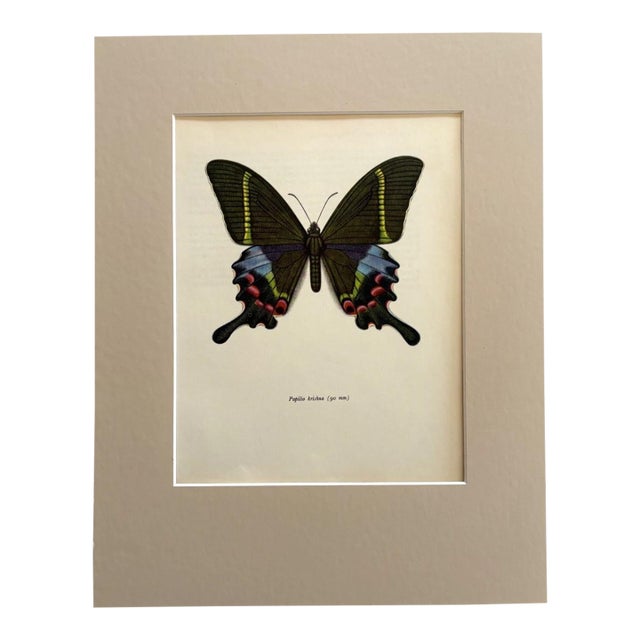 Vintage 1965 Butterfly Print in 11x14 Mat: Papilio Krishna/Krishma Peacock, EUC For Sale