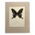 Vintage 1965 Butterfly Print in 11x14 Mat: Papilio Krishna/Krishma Peacock, EUC For Sale