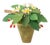The Green Vase Mini Strawberry Plant For Sale