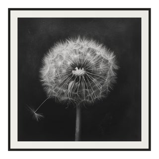 27.5' X 27.5' - 'Dandelion' #3 - Black and White Limited Edition Botanical Floral Photography Print by Diane Grant Studio For Sale