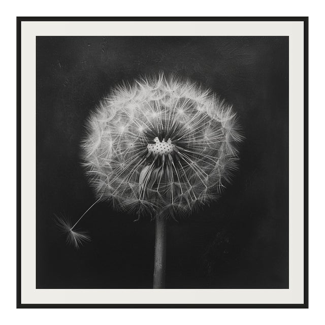 27.5' X 27.5' - 'Dandelion' #3 - Black and White Limited Edition Botanical Floral Photography Print by Diane Grant Studio For Sale