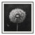 27.5' X 27.5' - 'Dandelion' #3 - Black and White Limited Edition Botanical Floral Photography Print by Diane Grant Studio For Sale