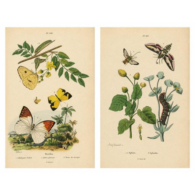Guérin & Duméril, Butterfly and Moth, 1835, Engraving, Set of 2 For Sale - Image 10 of 10