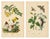 Guérin & Duméril, Butterfly and Moth, 1835, Engraving, Set of 2 For Sale - Image 10 of 10