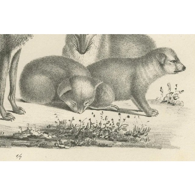 Foxes and Fennec Fox and Senegal Jackal in the Wild, 1836, Lithograph For Sale - Image 3 of 10