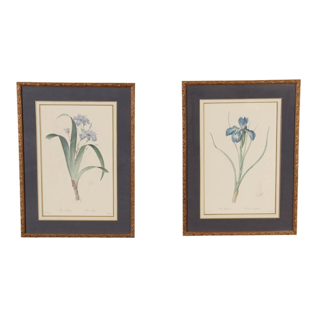Vintage Iris Botanical Prints After Pierre-Joseph RedoutT - A Pair For Sale