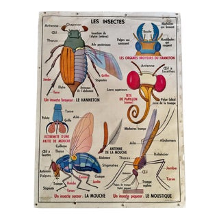 1960s French Vintage Insects & Oceanic Creatures School Poster For Sale