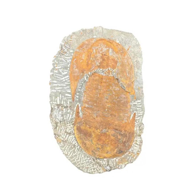 Contemporary Large Fossilized Trilobite Specimen in Stone Matrix For Sale - Image 3 of 9