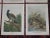 Printmaking Materials Antique 19th Century Large Folio Bird Lithographs - Set of 12 For Sale - Image 7 of 9