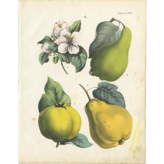 Mid 19th Century Dr. Calwer, Pears and Apples, 1854, Chromolithographs on Paper, Set of 6 For Sale - Image 5 of 9