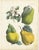 Mid 19th Century Dr. Calwer, Pears and Apples, 1854, Chromolithographs on Paper, Set of 6 For Sale - Image 5 of 9
