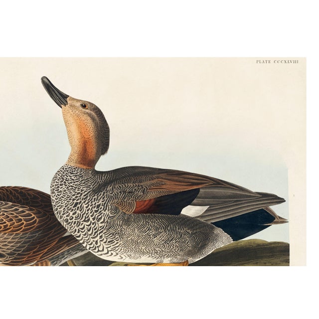 Gadwall Duck, Vintage Art Print Reproduction From Birds of America by John James Audubon, 60" X 40" For Sale - Image 9 of 11