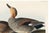 Gadwall Duck, Vintage Art Print Reproduction From Birds of America by John James Audubon, 60" X 40" For Sale - Image 9 of 11