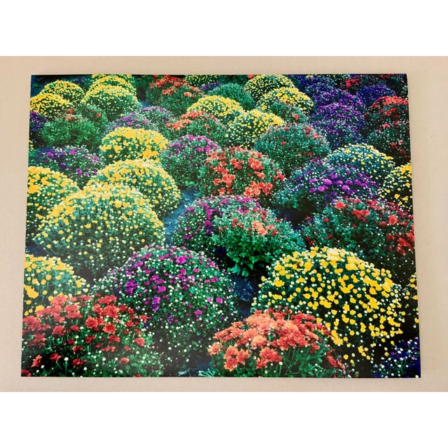 "Chrysanthemums, Park Avenue, New York" Contemporary Plein Air Photograph Print by Louise Weinberg For Sale In New York - Image 6 of 6