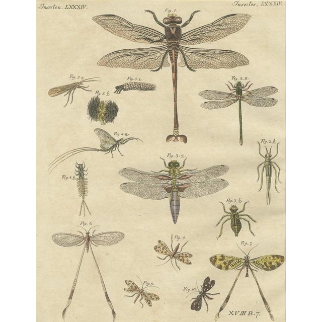 Early 19th Century Bertuch, Dragonfly, Cicada & Exotic Insect, 1815, Engravings For Sale - Image 5 of 9