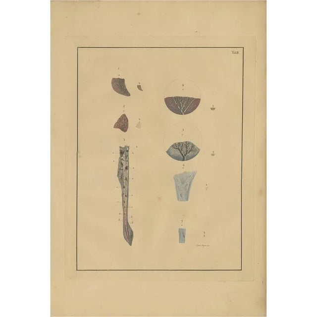 Early 19th Century F.D. Reisseisen, Medical Print of Lungs Tab. 2, 1822, Paper For Sale - Image 5 of 5