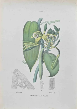 Vincenzo Tenore, Vanilla, Lithograph, 1870s