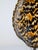 1970s Faux Tortoiseshell Resin Turtle Shell Lamp from Maison Jansen, 1970s For Sale - Image 5 of 16
