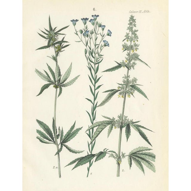 Calwer, Hemp, Flax, and Horehound, Calwer, 1854, Print For Sale - Image 6 of 7