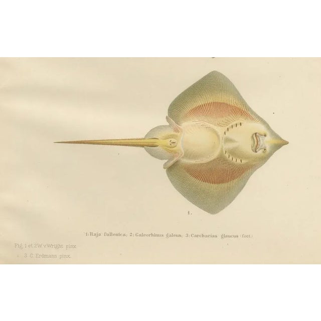 Title: rare lithograph of sharks and skate from pisces scandinaviae collection : this exquisite lithograph from the pisces...