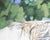 Oil on Canvas Painting of a Horse by Katharine Sutphin For Sale - Image 4 of 10