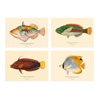 Atelier Aria Lumae Albert Baldwin 1903 Hawaiian Fish Natural History Gallery Board Set For Sale